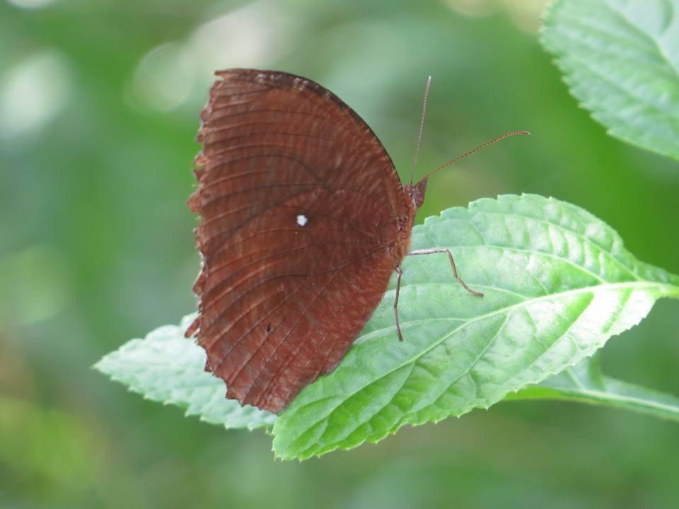 Batu Kapal Jungle Houses Ξενοδοχείο Berastagi Εξωτερικό φωτογραφία