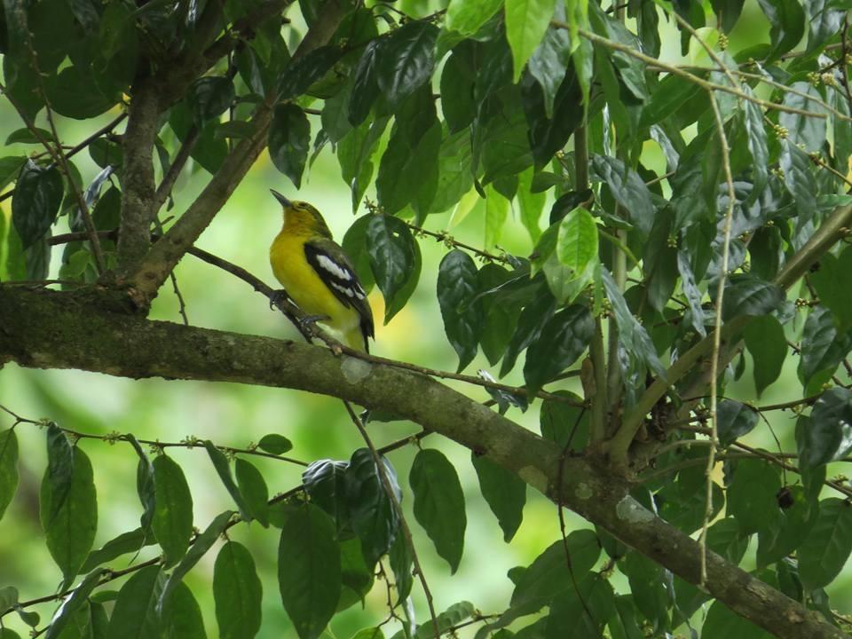 Batu Kapal Jungle Houses Ξενοδοχείο Berastagi Εξωτερικό φωτογραφία