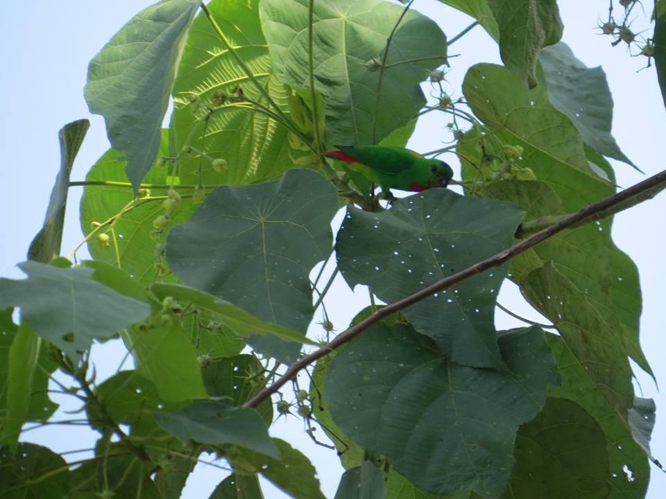 Batu Kapal Jungle Houses Ξενοδοχείο Berastagi Εξωτερικό φωτογραφία