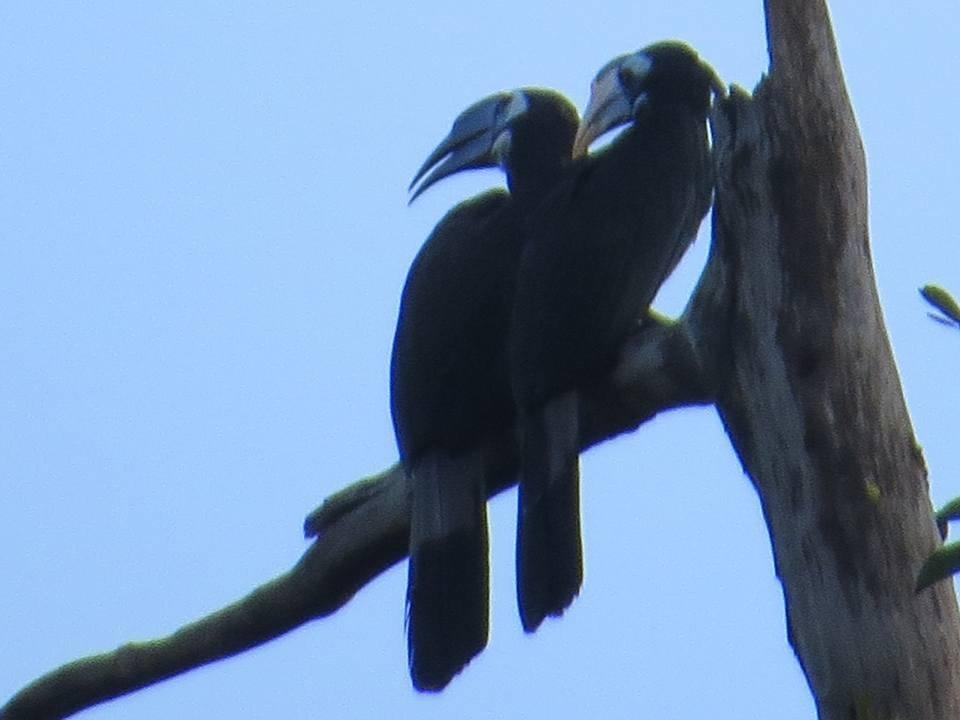 Batu Kapal Jungle Houses Ξενοδοχείο Berastagi Εξωτερικό φωτογραφία